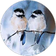 kelebek k profil fotoğrafı